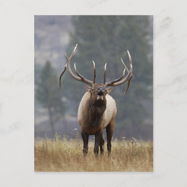 Bull Elk bugling, Yellowstone NP, Wyoming 2 Postcard (Front)