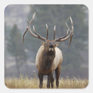 Bull Elk bugling, Yellowstone NP, Wyoming 2 Square Sticker