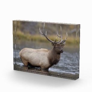 Bull Elk Crossing Yellowstone National Park Photo Block