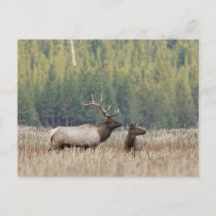 Bull Elk in Meadow   Yellowstone National Park Postcard