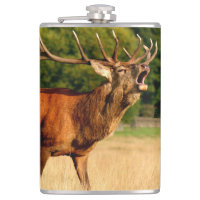 Bull elk in rut