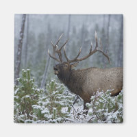 Bull Elk in snow calling, bugling, Yellowstone