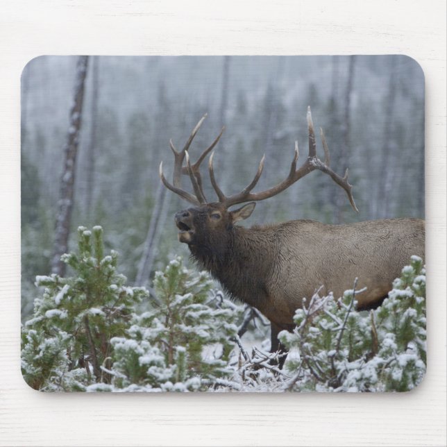 Bull Elk in snow calling, bugling, Yellowstone Mouse Pad (Front)