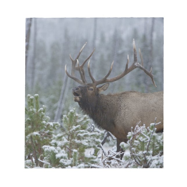 Bull Elk in snow calling, bugling, Yellowstone Notepad (Front)