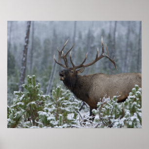 Bull Elk in snow calling, bugling, Yellowstone Poster