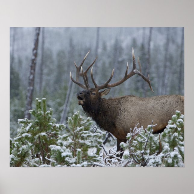 Bull Elk in snow calling, bugling, Yellowstone Poster (Front)