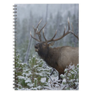 Bull Elk in snow calling, bugling, Yellowstone Spiral Notebook