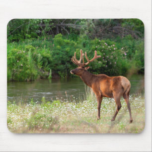 Bull Elk in the National Bison Range, Montana 2 Mouse Pad