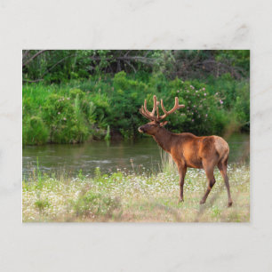 Bull Elk in the National Bison Range, Montana 2 Postcard