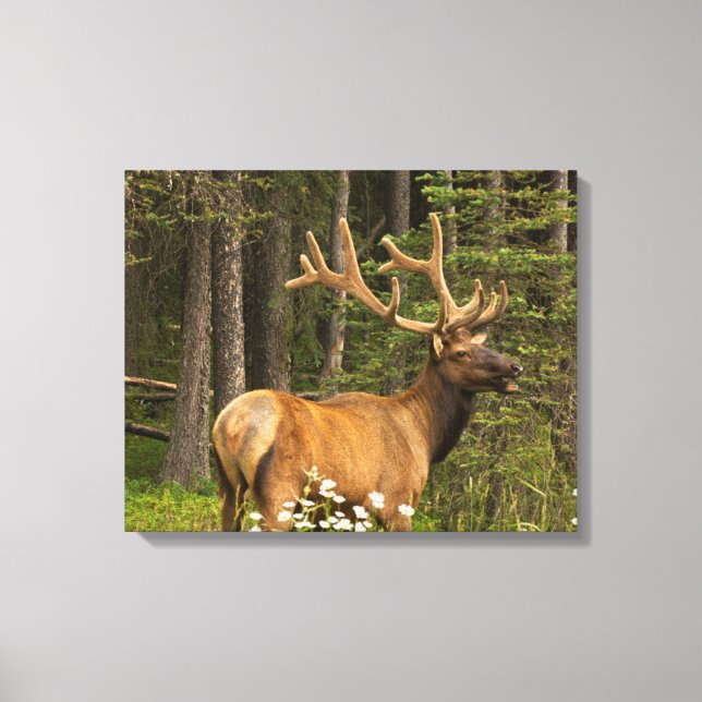 Bull Elk in Velvet, Canada Canvas Print (Front)