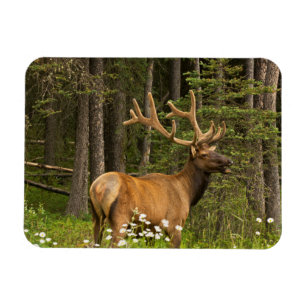 Bull Elk in Velvet, Canada Magnet
