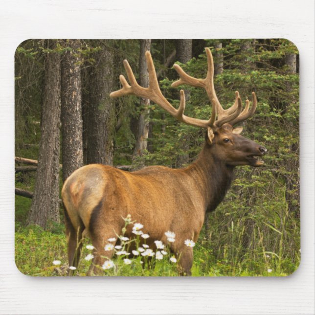 Bull elk in velvet, Canada Mouse Pad (Front)