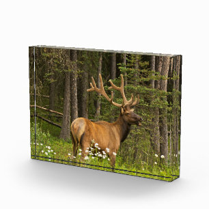 Bull Elk in Velvet, Canada Photo Block