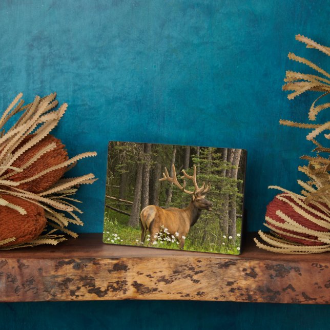 Bull Elk in Velvet, Canada Plaque (Side)