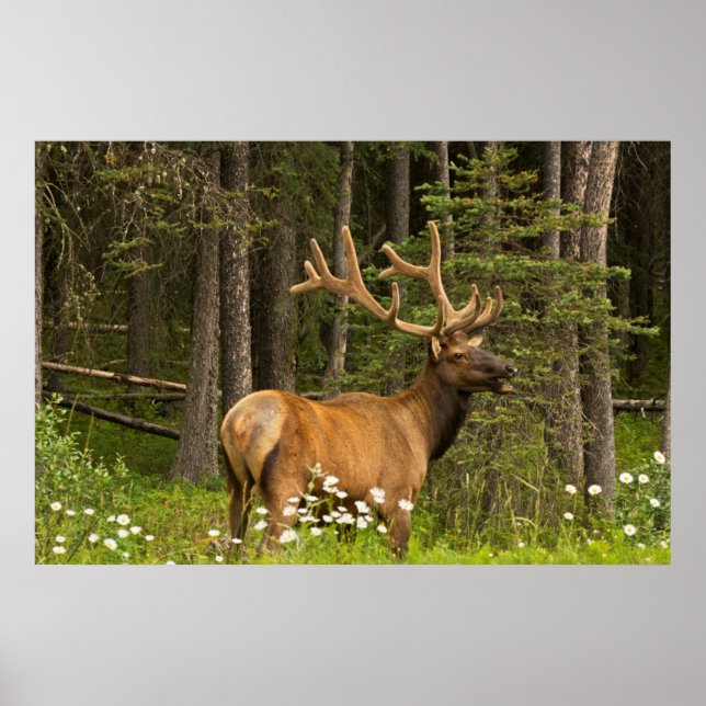 Bull elk in velvet, Canada Poster (Front)