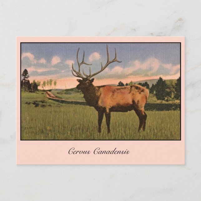 Bull Elk in Yellowstone park Postcard (Front)