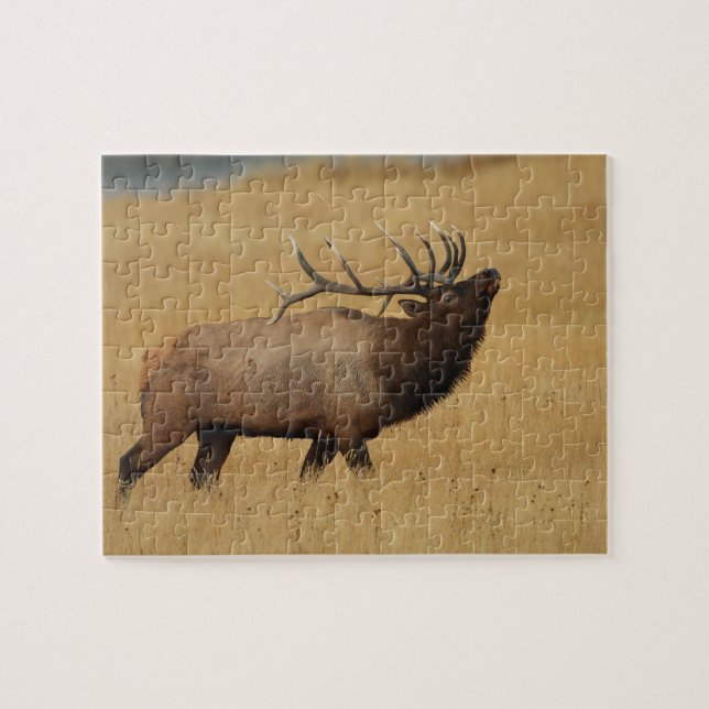 bull elk jigsaw puzzle (Horizontal)