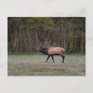 Bull Elk Morning Walk Blank Postcard