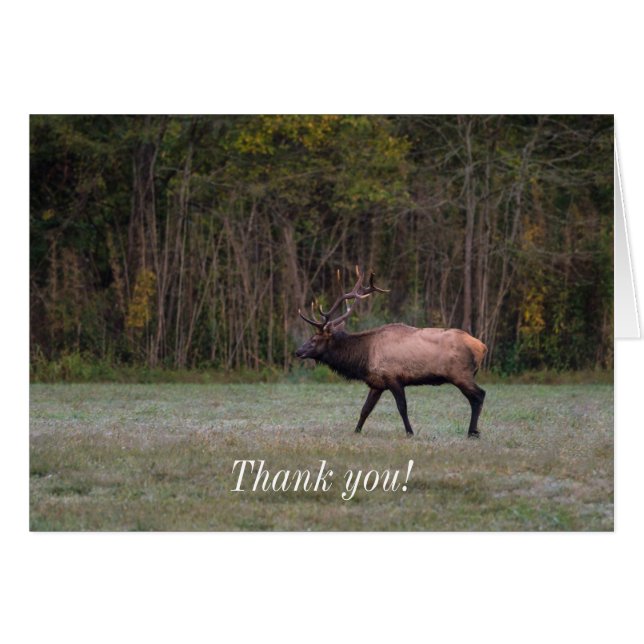 Bull Elk Morning Walk Thank you Card (Front Horizontal)
