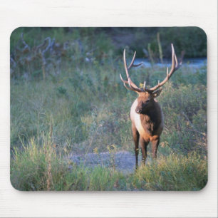 Bull Elk Mouse Pad