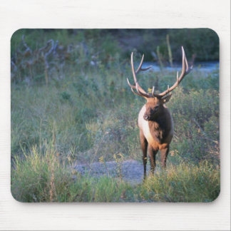 Bull Elk Mouse Pad