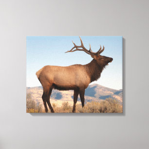 Bull Elk Near Mammoth   Wyoming Canvas Print