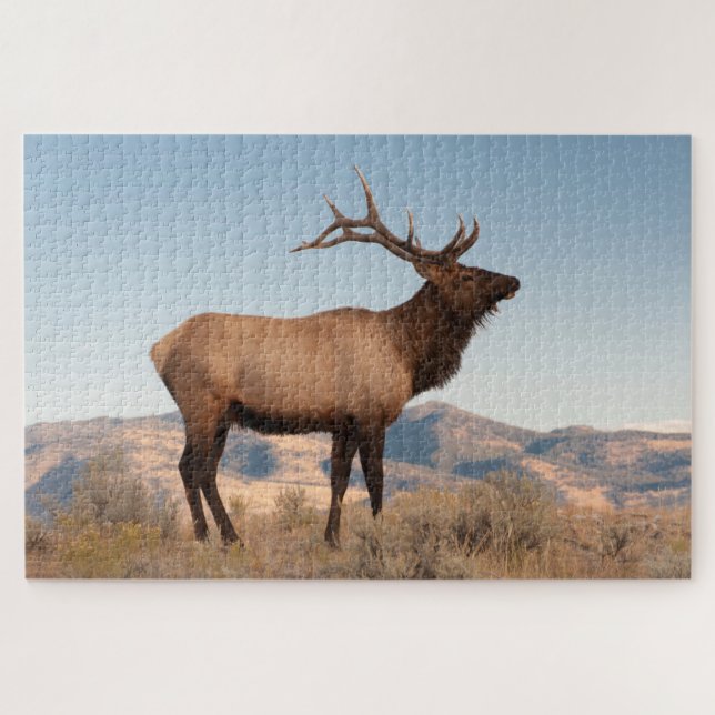 Bull Elk Near Mammoth | Wyoming Jigsaw Puzzle (Horizontal)