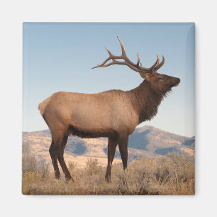 Bull Elk Near Mammoth Wyoming Magnet