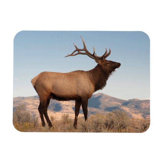 Bull Elk Near Mammoth | Wyoming Magnet (Horizontal)