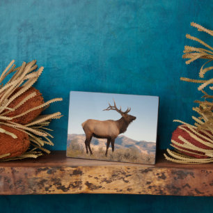 Bull Elk Near Mammoth Wyoming Plaque