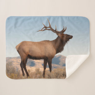 Bull Elk Near Mammoth   Wyoming Sherpa Blanket