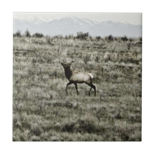 Bull Elk P2800 Tile (Front)