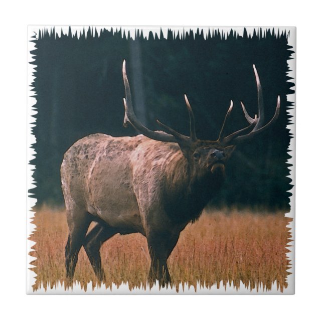 Bull Elk Photo Tile (Front)