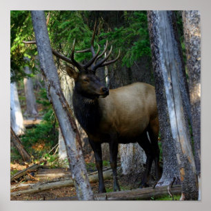 Bull elk photography poster