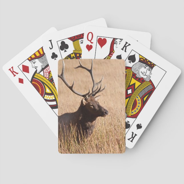 Bull Elk Playing Cards (Back)