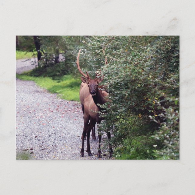 Bull Elk Postcard (Front)