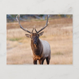 Bull Elk Postcard