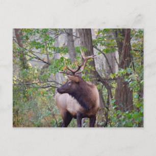 Bull Elk Postcard