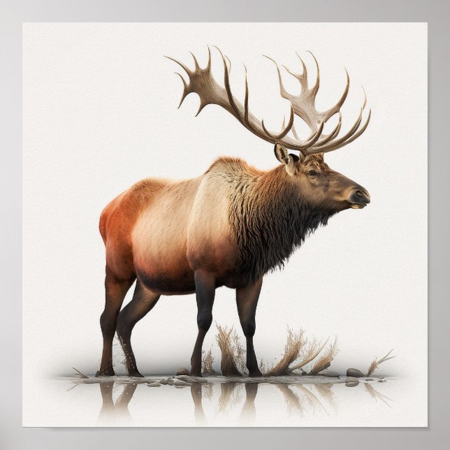Bull Elk Poster (Front)