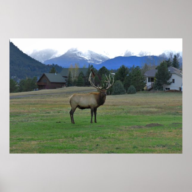 Bull Elk Poster (Front)