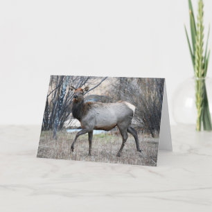 Bull Elk Resting Card