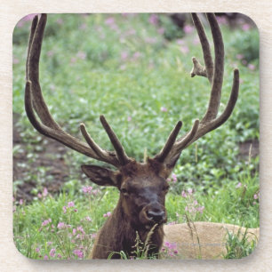 Bull Elk Resting In Alpine Meadow With Antlers Coaster