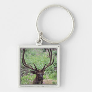 Bull Elk Resting In Alpine Meadow With Antlers Key Ring