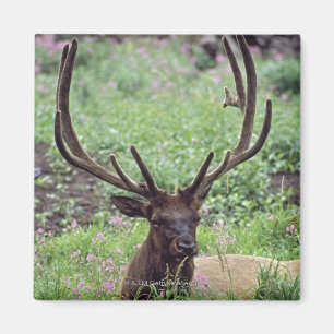 Bull Elk Resting In Alpine Meadow With Antlers Magnet