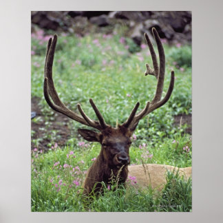 Bull Elk Resting In Alpine Meadow With Antlers Poster
