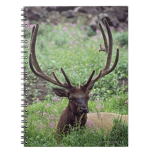 Bull Elk Resting In Alpine Meadow With Antlers Spiral Notebook