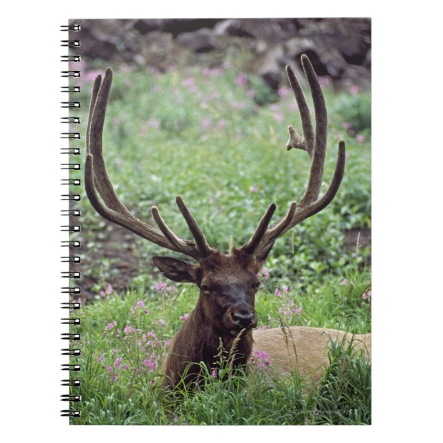 Bull Elk Resting In Alpine Meadow With Antlers Spiral Notebook (Front)