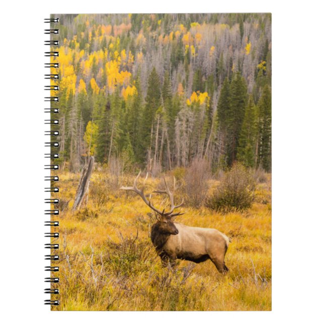 Bull Elk | Rocky Mountain National Park Colorado Notebook (Front)