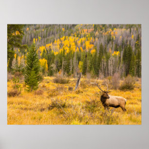 Bull Elk   Rocky Mountain National Park Colorado Poster