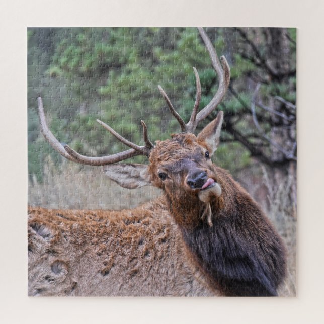 Bull Elk Sticking Out His Tongue Jigsaw Puzzle (Vertical)